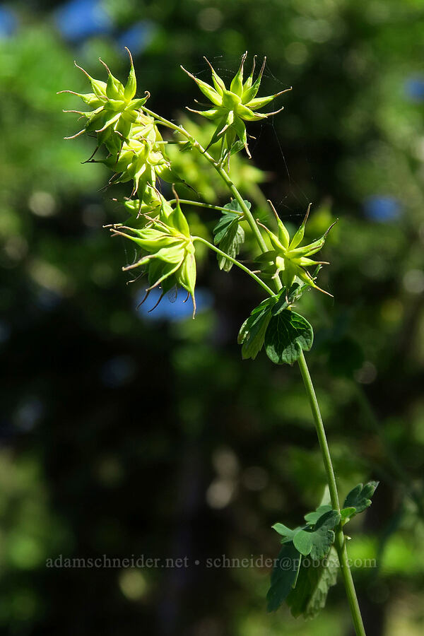 Fendler's meadow-rue seed pods (Thalictrum fendleri) [Mill Fork Canyon Trail, Deseret Peak Wilderness, Tooele County, Utah]
