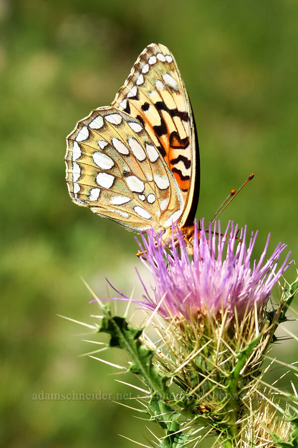 Callippe fritillary butterfly (Speyeria callippe) [Mill Fork Canyon Trail, Deseret Peak Wilderness, Tooele County, Utah]