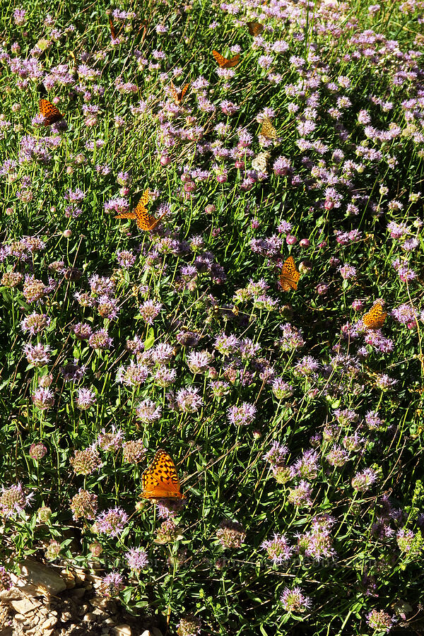 fritillary butterflies on coyote mint (Speyeria sp., Monardella sp.) [Mill Fork Canyon Trail, Deseret Peak Wilderness, Tooele County, Utah]