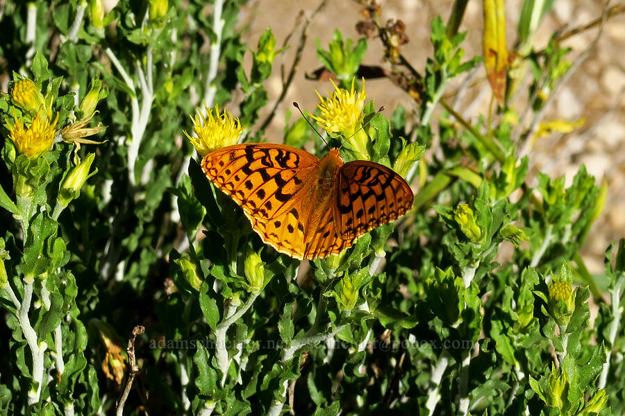 fritillary butterfly on white-stem goldenbush (Speyeria sp., Ericameria discoidea (Haplopappus macronema)) [Mill Fork Canyon Trail, Deseret Peak Wilderness, Tooele County, Utah]