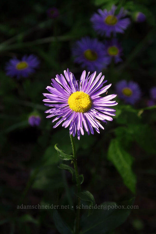 showy fleabane (Erigeron speciosus) [Mill Fork Canyon Trail, Deseret Peak Wilderness, Tooele County, Utah]