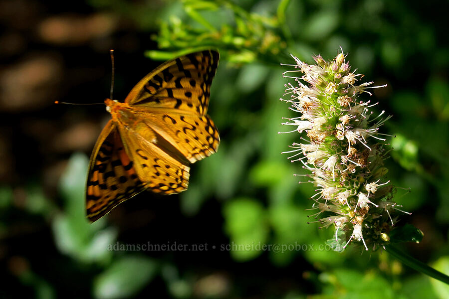 fritillary butterfly departing from horsemint (Speyeria sp., Agastache urticifolia) [Mill Fork Canyon Trail, Deseret Peak Wilderness, Tooele County, Utah]