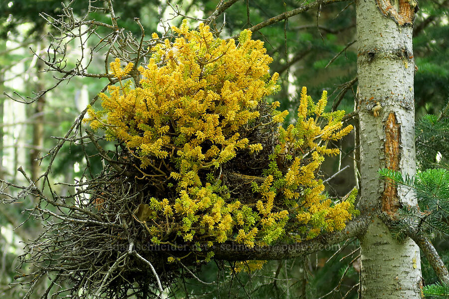 witches' broom (spruce broom rust) on a spruce tree (Chrysomyxa arctostaphyli, Picea engelmannii) [Mill Fork Canyon Trail, Deseret Peak Wilderness, Tooele County, Utah]