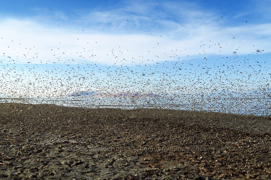 brine flies (Ephydra cinerea) [Great Salt Lake, Salt Lake County, Utah]
