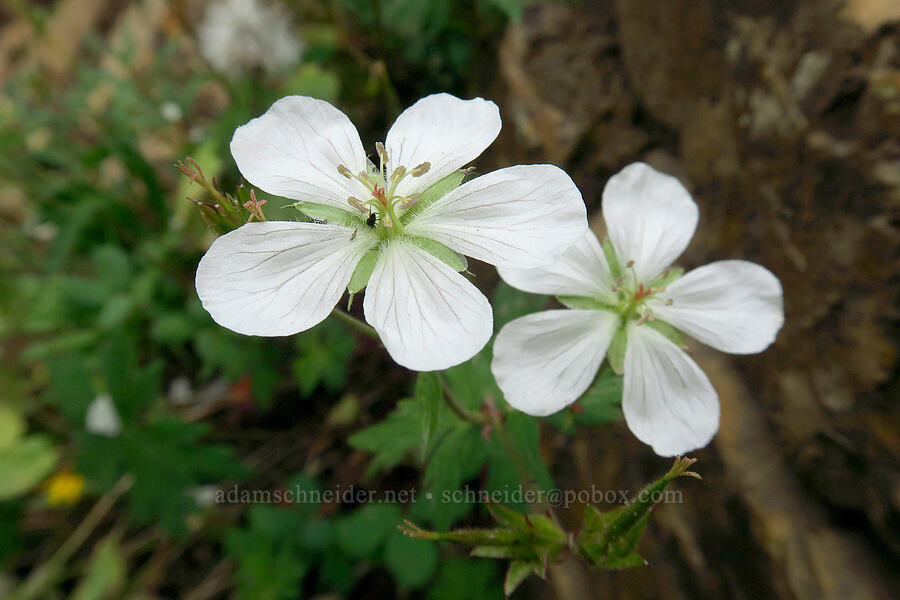 Richardson's geraniums (Geranium richardsonii) [Provo Falls, Uinta-Wasatch-Cache National Forest, Wasatch County, Utah]