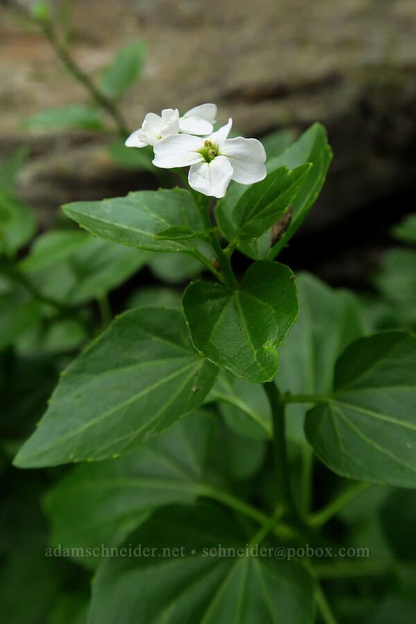 heart-leaved bittercress (Cardamine cordifolia) [Provo Falls, Uinta-Wasatch-Cache National Forest, Wasatch County, Utah]