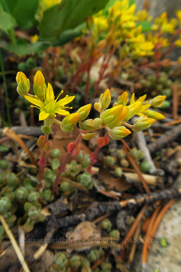 weak-stem stonecrop (Sedum debile) [Provo Falls, Uinta-Wasatch-Cache National Forest, Wasatch County, Utah]