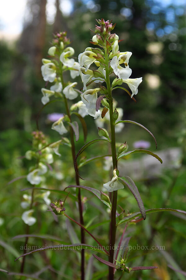 sickle-top lousewort (Pedicularis racemosa) [Lofty Lake Loop Trail, Uinta-Wasatch-Cache National Forest, Summit County, Utah]