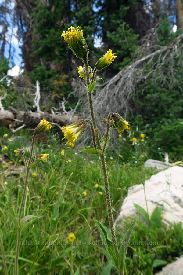 Parry's arnica (nodding arnica) (Arnica parryi) [Lofty Lake Loop Trail, Uinta-Wasatch-Cache National Forest, Summit County, Utah]