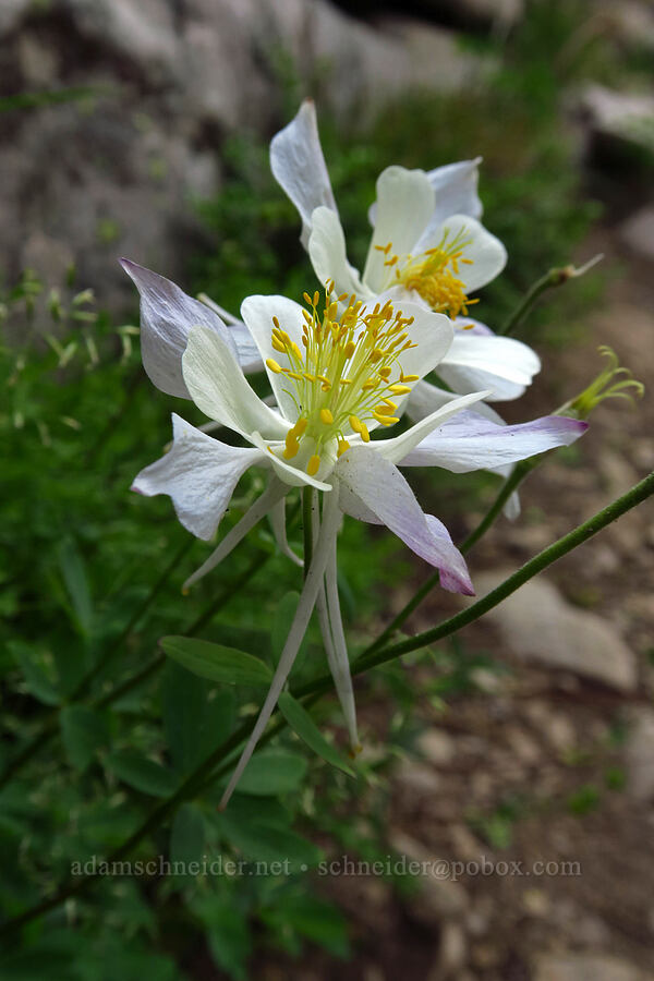Colorado columbines (Aquilegia coerulea) [Lofty Lake Loop Trail, Uinta-Wasatch-Cache National Forest, Summit County, Utah]