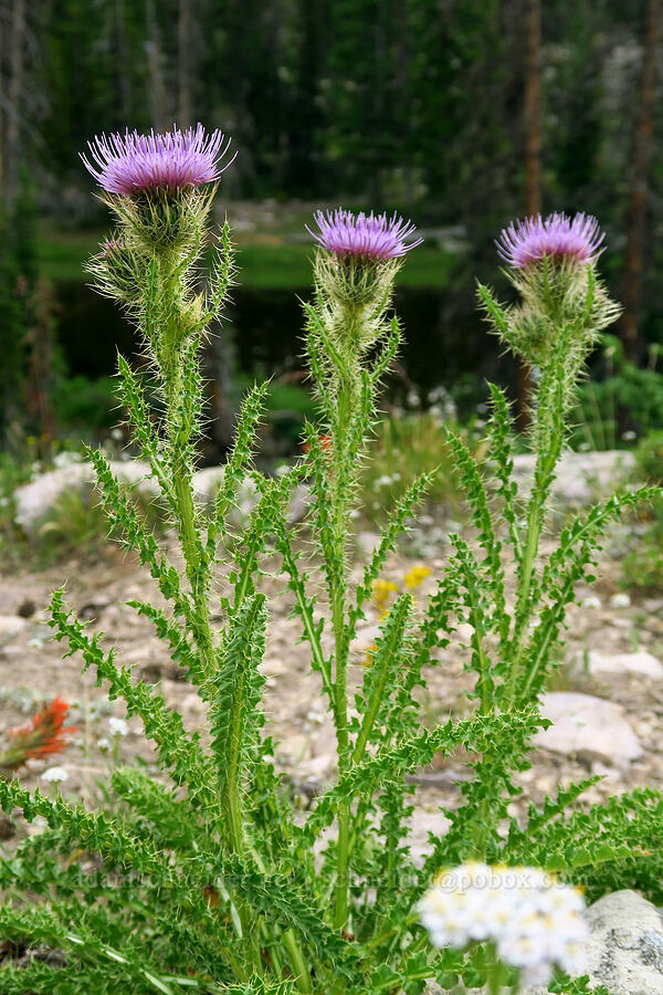 Eaton's thistle (Cirsium eatonii var. eatonii) [Lofty Lake Loop Trail, Uinta-Wasatch-Cache National Forest, Summit County, Utah]