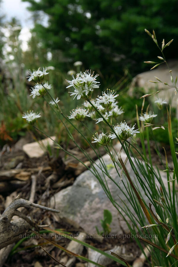 ball-head sandwort (Eremogone congesta (Arenaria congesta)) [Lofty Lake Loop Trail, Uinta-Wasatch-Cache National Forest, Summit County, Utah]
