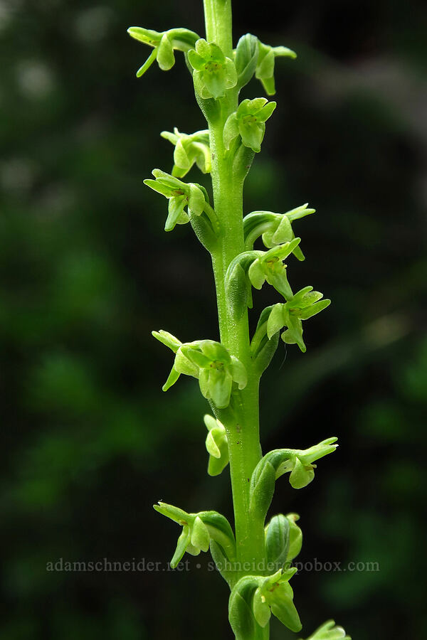 Alaska rein orchid (Platanthera unalascensis (Piperia unalascensis)) [Lofty Lake Loop Trail, Uinta-Wasatch-Cache National Forest, Summit County, Utah]