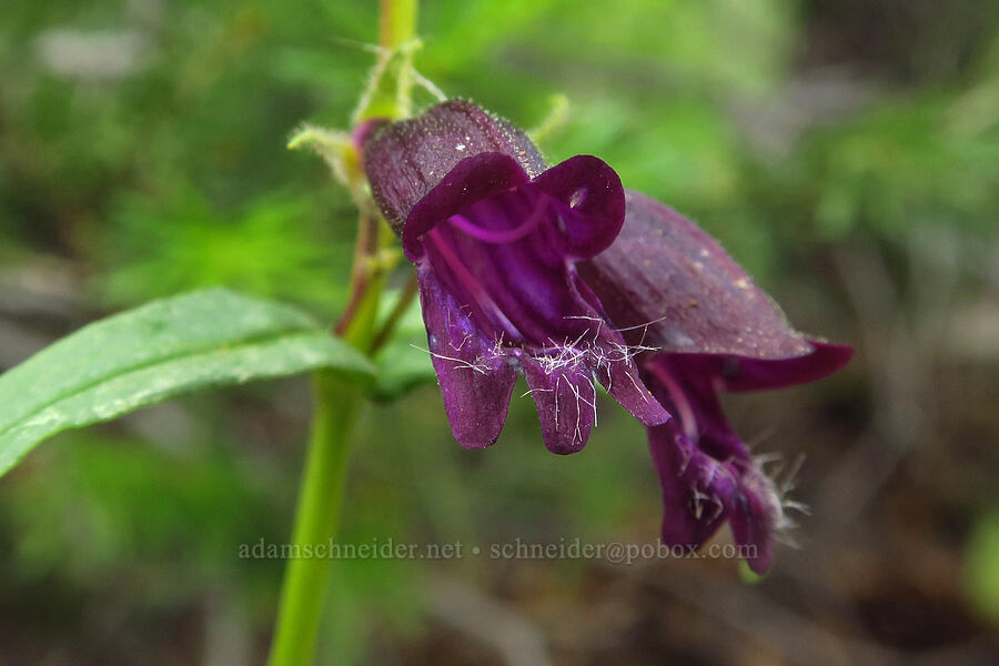 Whipple's penstemon (Penstemon whippleanus) [Lofty Lake Loop Trail, Uinta-Wasatch-Cache National Forest, Duchesne County, Utah]