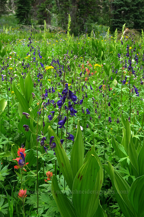 monkshood et al. (Aconitum columbianum) [Lofty Lake Loop Trail, Uinta-Wasatch-Cache National Forest, Duchesne County, Utah]