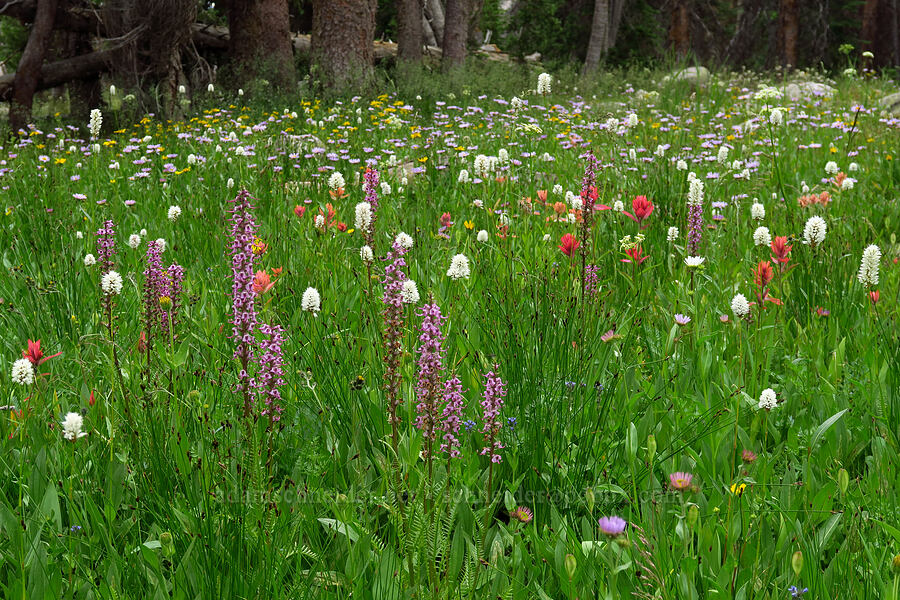 wildflowers (Pedicularis groenlandica, Bistorta bistortoides (Polygonum bistortoides), Castilleja rhexiifolia, Erigeron glacialis var. glacialis, Arnica sp.) [Lofty Lake Loop Trail, Uinta-Wasatch-Cache National Forest, Duchesne County, Utah]
