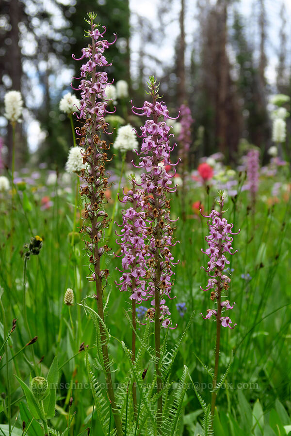 elephant's-head lousewort (Pedicularis groenlandica) [Lofty Lake Loop Trail, Uinta-Wasatch-Cache National Forest, Duchesne County, Utah]
