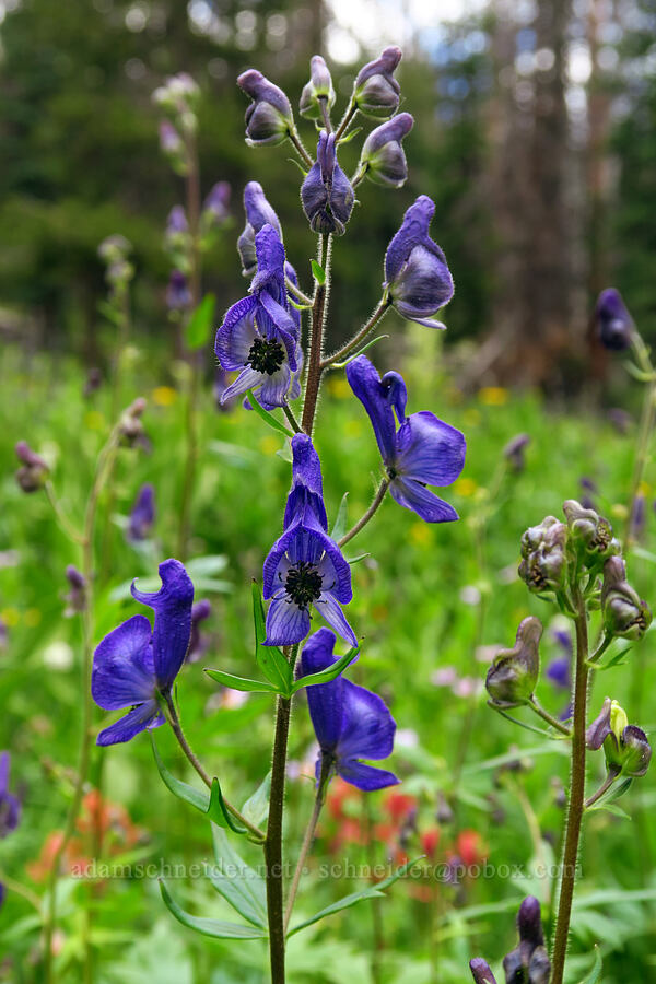 monkshood (Aconitum columbianum) [Lofty Lake Loop Trail, Uinta-Wasatch-Cache National Forest, Duchesne County, Utah]