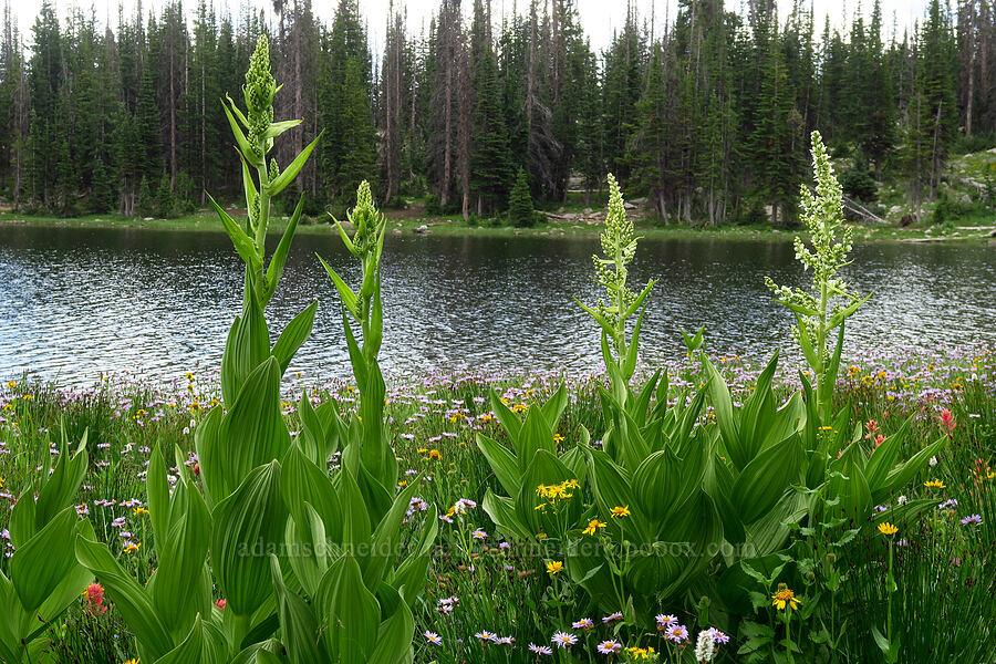California corn lily (Veratrum californicum) [Lofty Lake Loop Trail, Uinta-Wasatch-Cache National Forest, Duchesne County, Utah]