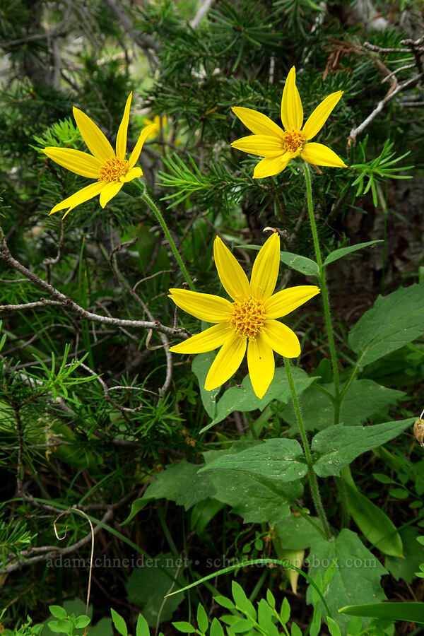 heart-leaf arnica (Arnica cordifolia) [Lofty Lake Loop Trail, Uinta-Wasatch-Cache National Forest, Duchesne County, Utah]
