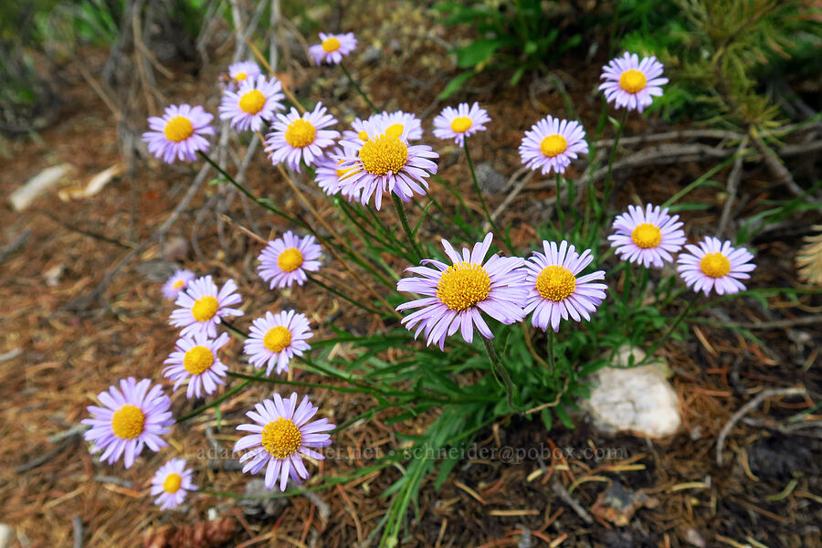 Bear River fleabane (Erigeron ursinus) [Lofty Lake Loop Trail, Uinta-Wasatch-Cache National Forest, Duchesne County, Utah]
