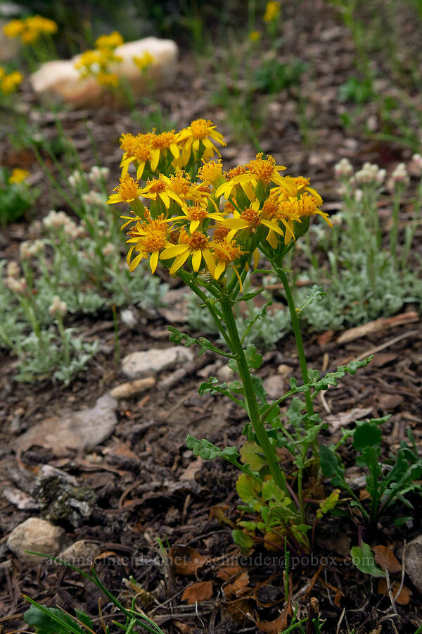 lobe-leaf groundsel (Packera multilobata (Senecio multilobatus)) [Lofty Lake Loop Trail, Uinta-Wasatch-Cache National Forest, Duchesne County, Utah]