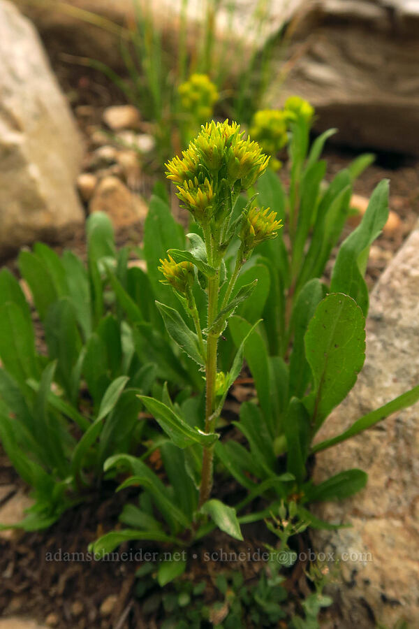 Parry's goldenrod (Oreochrysum parryi (Solidago parryi)) [Lofty Lake Loop Trail, Uinta-Wasatch-Cache National Forest, Duchesne County, Utah]