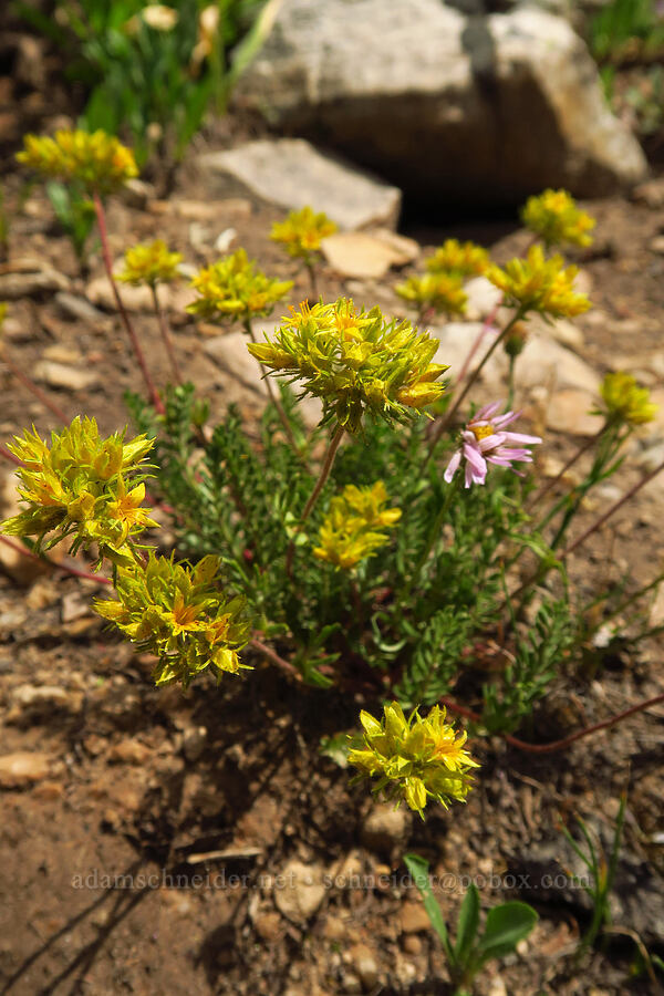 alpine ivesia (Gordon's mousetail) (Ivesia gordonii (Potentilla gordonii)) [Lofty Lake Loop Trail, Uinta-Wasatch-Cache National Forest, Duchesne County, Utah]