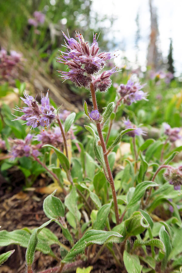 purple phacelia (Phacelia hastata) [Lofty Lake Loop Trail, Uinta-Wasatch-Cache National Forest, Duchesne County, Utah]