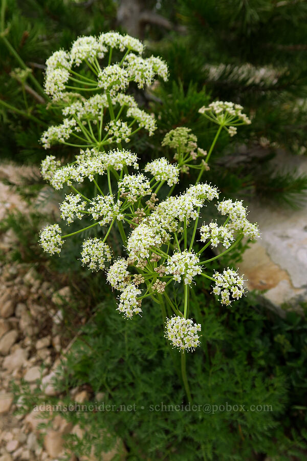 slender-leaf licorice-root (lovage) (Ligusticum tenuifolium) [Lofty Lake Loop Trail, Uinta-Wasatch-Cache National Forest, Duchesne County, Utah]