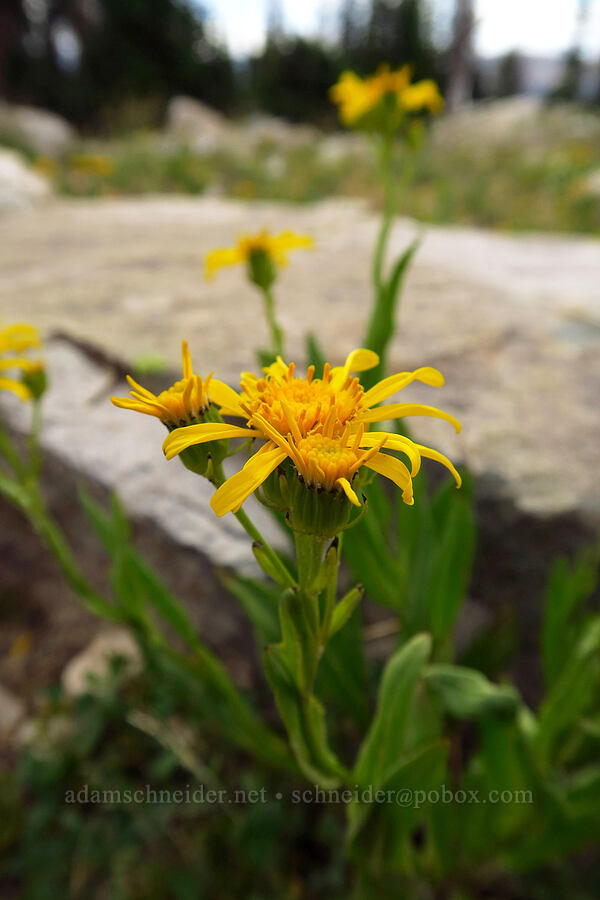 thick-leaved ragwort (Senecio crassulus) [Lofty Lake Loop Trail, Uinta-Wasatch-Cache National Forest, Summit County, Utah]