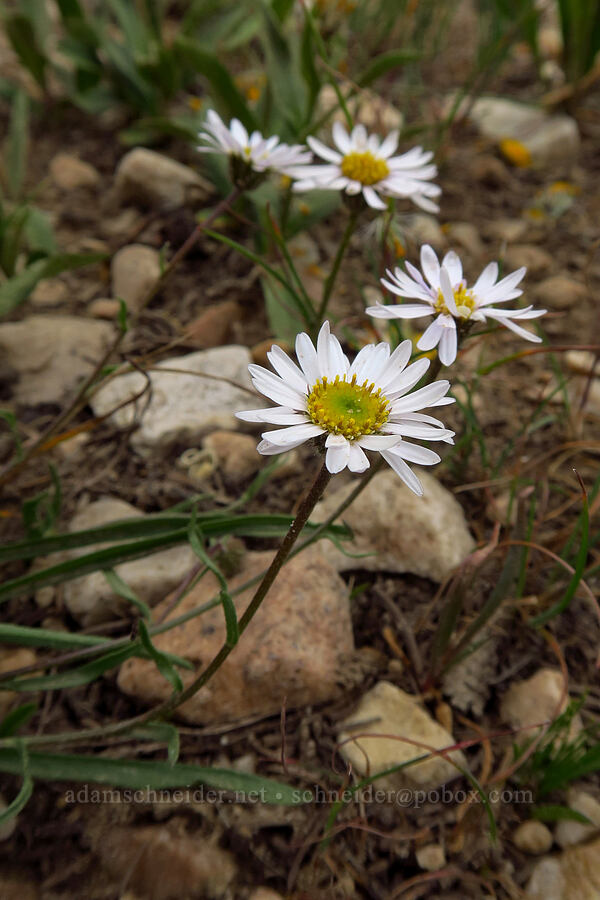 Eaton's fleabane (Erigeron eatonii) [Lofty Lake Loop Trail, Uinta-Wasatch-Cache National Forest, Summit County, Utah]