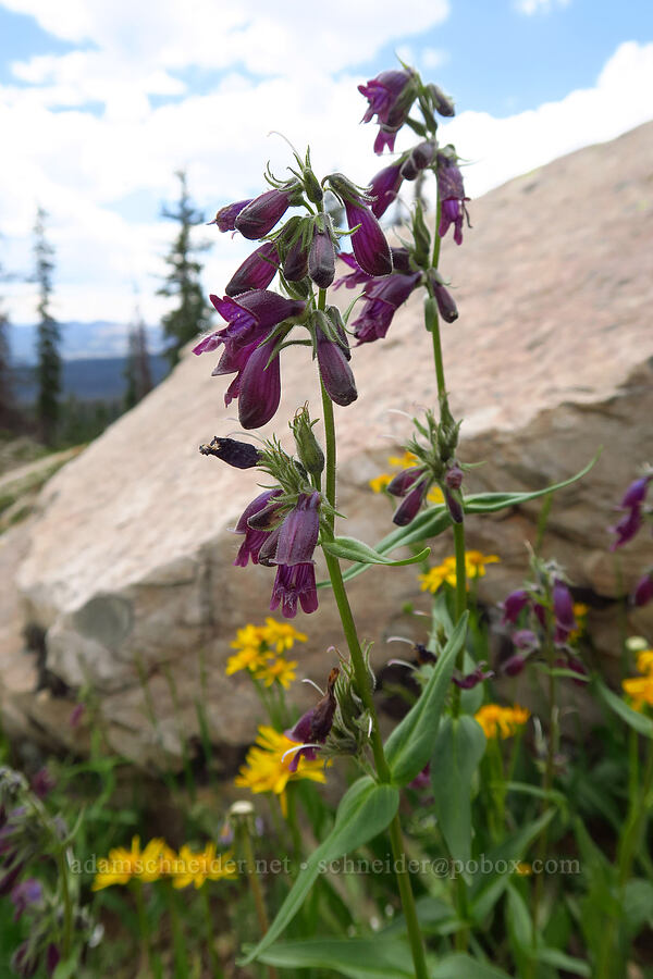 Whipple's penstemon (Penstemon whippleanus) [Lofty Lake Loop Trail, Uinta-Wasatch-Cache National Forest, Summit County, Utah]