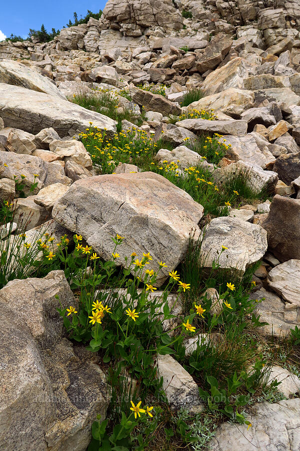 hairy arnica (Arnica mollis) [Lofty Lake Loop Trail, Uinta-Wasatch-Cache National Forest, Summit County, Utah]