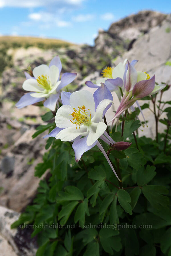 Colorado columbines (Aquilegia coerulea) [Lofty Peak, Uinta-Wasatch-Cache National Forest, Summit County, Utah]