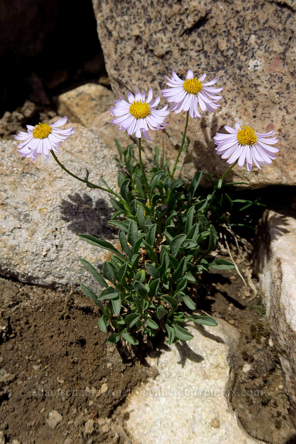 rockslide fleabane (Erigeron leiomerus) [Lofty Peak, Uinta-Wasatch-Cache National Forest, Summit County, Utah]