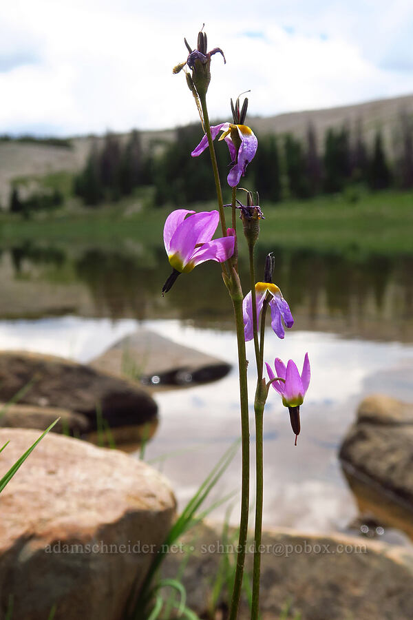 alpine shooting star (Dodecatheon alpinum (Primula tetrandra)) [Lofty Lake, Uinta-Wasatch-Cache National Forest, Summit County, Utah]