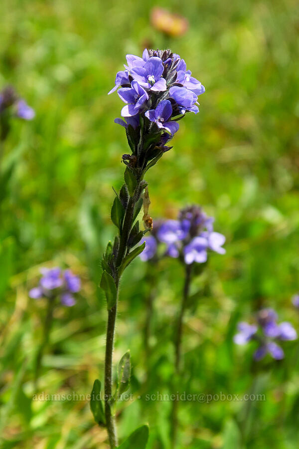 alpine speedwell (Veronica wormskjoldii) [Lofty Lake, Uinta-Wasatch-Cache National Forest, Summit County, Utah]