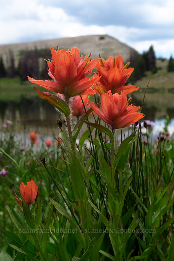 split-leaf paintbrush (Castilleja rhexiifolia) [Lofty Lake, Uinta-Wasatch-Cache National Forest, Summit County, Utah]