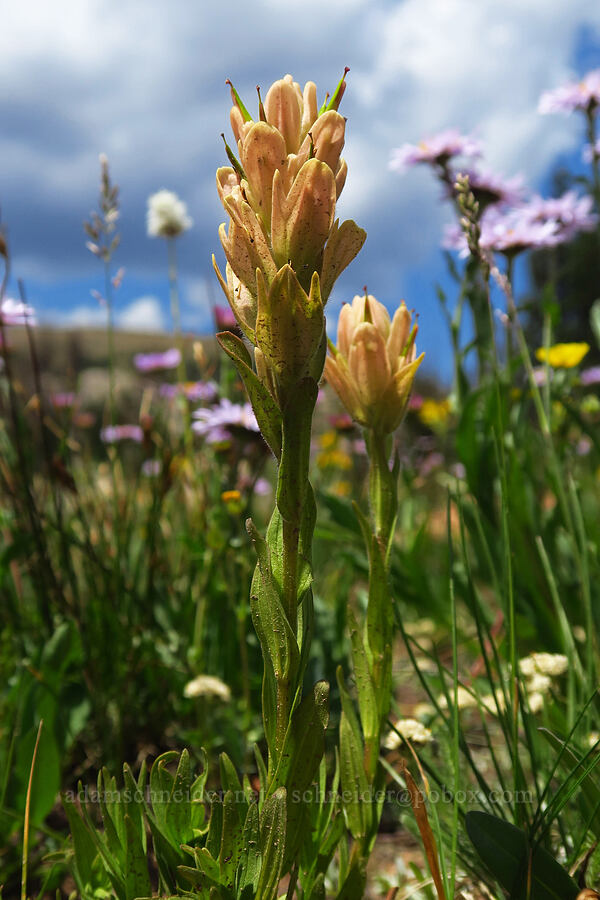 pale rosy paintbrush (Castilleja rhexiifolia) [Lofty Lake Loop Trail, Uinta-Wasatch-Cache National Forest, Summit County, Utah]