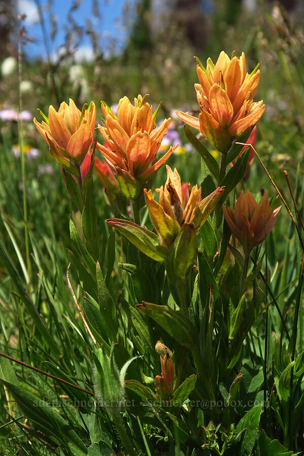 orange-tinted rosy paintbrush (Castilleja rhexiifolia) [Lofty Lake Loop Trail, Uinta-Wasatch-Cache National Forest, Summit County, Utah]