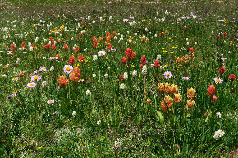 multicolored paintbrush (among other things) (Castilleja rhexiifolia) [Lofty Lake Loop Trail, Uinta-Wasatch-Cache National Forest, Summit County, Utah]