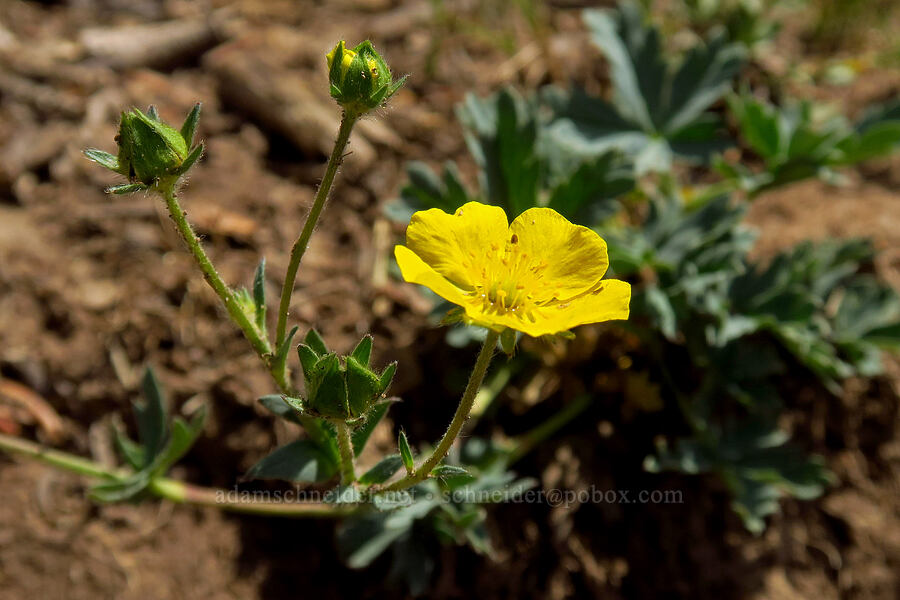 blue-leaf cinquefoil (Potentilla glaucophylla (Potentilla diversifolia var. glaucophylla)) [Lofty Lake Loop Trail, Uinta-Wasatch-Cache National Forest, Summit County, Utah]