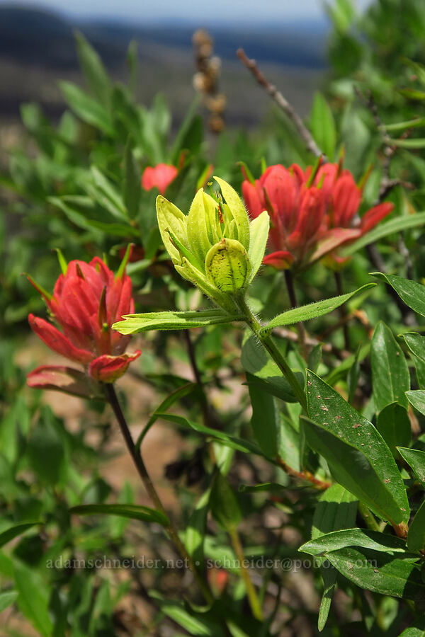 red and yellow paintbrush (Castilleja sp.) [Lofty Lake Loop Trail, Uinta-Wasatch-Cache National Forest, Summit County, Utah]
