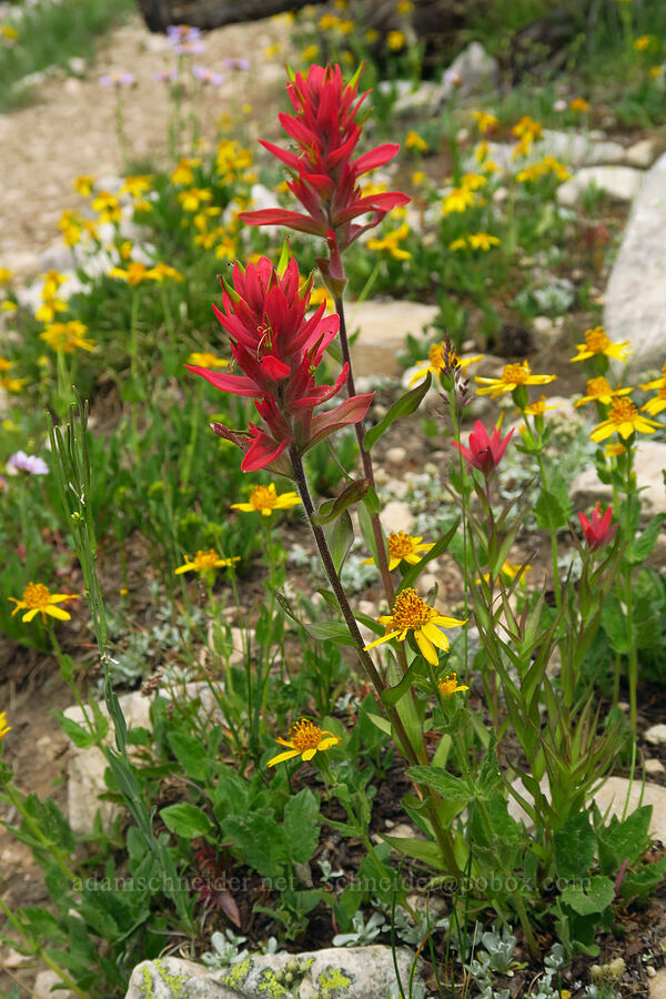 paintbrush & arnica (Castilleja rhexiifolia, Arnica sp.) [Lofty Lake Loop Trail, Uinta-Wasatch-Cache National Forest, Summit County, Utah]