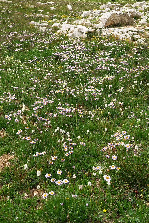 fleabane & bistort (Erigeron glacialis var. glacialis, Bistorta bistortoides (Polygonum bistortoides)) [Lofty Lake Loop Trail, Uinta-Wasatch-Cache National Forest, Summit County, Utah]