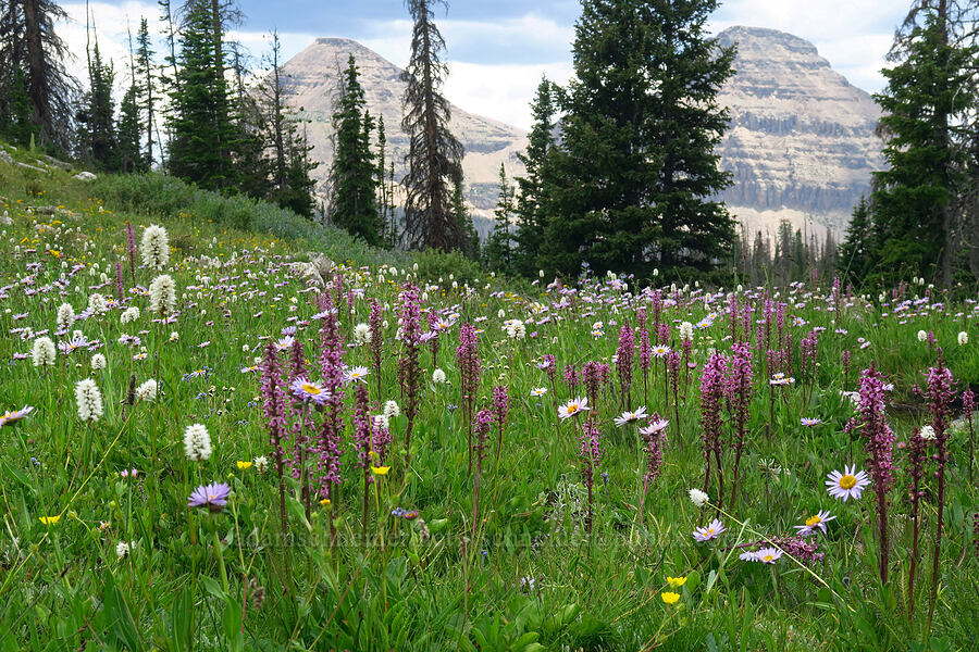wildflowers, Bald Mountain, & Reid's Peak (Pedicularis groenlandica, Bistorta bistortoides (Polygonum bistortoides), Erigeron glacialis var. glacialis, Potentilla sp.) [Lofty Lake Loop Trail, Uinta-Wasatch-Cache National Forest, Summit County, Utah]