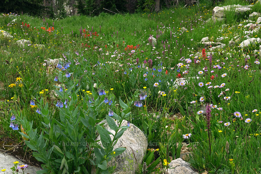 wildflowers (Mertensia ciliata, Pedicularis groenlandica, Erigeron glacialis var. glacialis, Potentilla sp., Arnica sp., Castilleja rhexiifolia) [Lofty Lake Loop Trail, Uinta-Wasatch-Cache National Forest, Summit County, Utah]