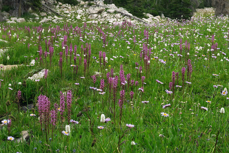 elephant's-head, bistort, & fleabane (Pedicularis groenlandica, Bistorta bistortoides (Polygonum bistortoides), Erigeron glacialis var. glacialis) [Lofty Lake Loop Trail, Uinta-Wasatch-Cache National Forest, Summit County, Utah]