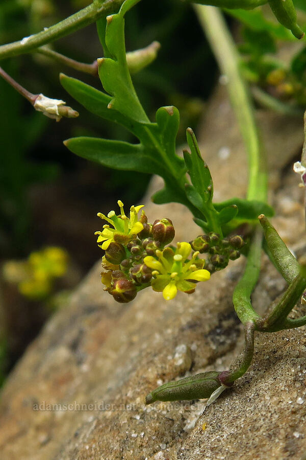 blunt-leaf yellow-cress (Rorippa curvipes) [Lofty Lake Loop Trail, Uinta-Wasatch-Cache National Forest, Summit County, Utah]